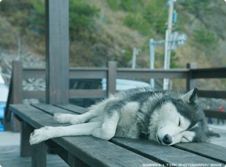 解夢-「一個未經解析的夢，就如同一封未經拆閱的信」
