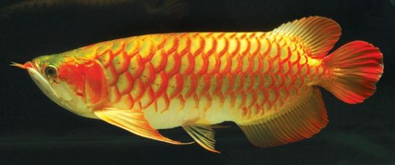 辦公室風水-風水魚-種類篇