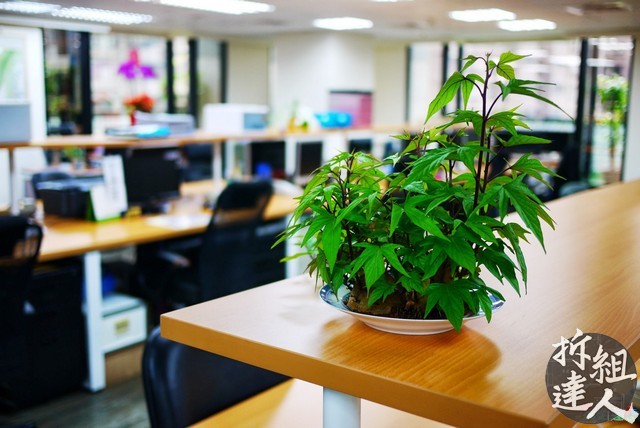 辦公桌上層板綠植作為垂直尺度節點