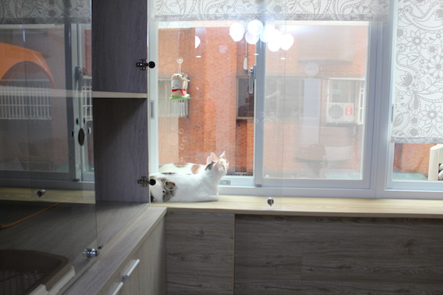 桃園居家工作室窗台平台與儲物櫃整合設計，形成貓活動與收納空間