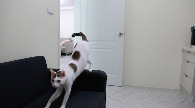 桃園住宅工作室雙人工作桌後小憩用沙發